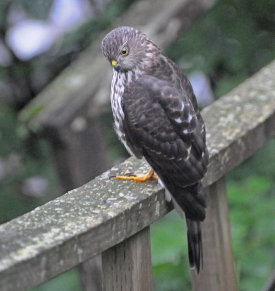 sharp-shinned-hawk-immature