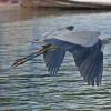 Great-Blue-Heron-2