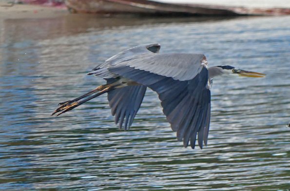 Great-Blue-Heron-2