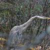 Great-Blue-Heron-peering