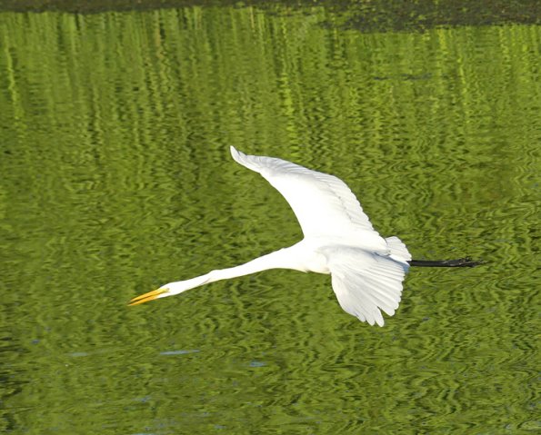 Great-Egret-2
