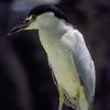 black-crowned-night-heron