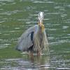 great-blue-heron-2-with-gunnel-auke-bay