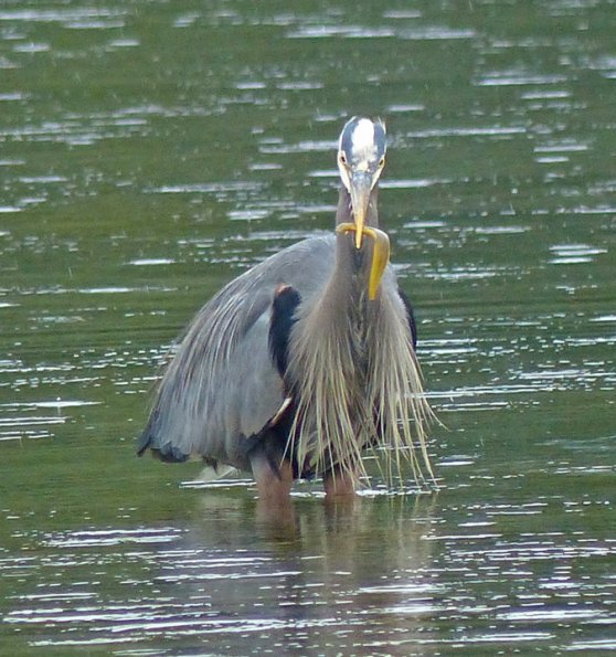 great-blue-heron-2-with-gunnel-auke-bay