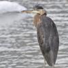 great-blue-heron-along-mendenhall-lake