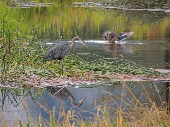 great-blue-heron-and-mallard-pioneer-marsh