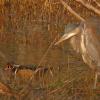 great-blue-heron-and-wood-duck