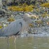 great-blue-heron-auke-bay-pacific-herring