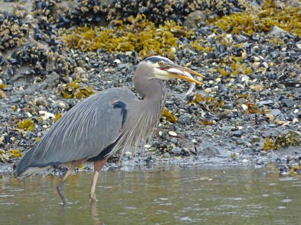 great-blue-heron-auke-bay-pacific-herring
