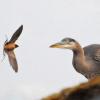 great-blue-heron-being-harassed-by-barn-swallow-1