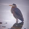 great-blue-heron-digiscoped