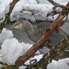 great-blue-heron-eating-salmon-carcass