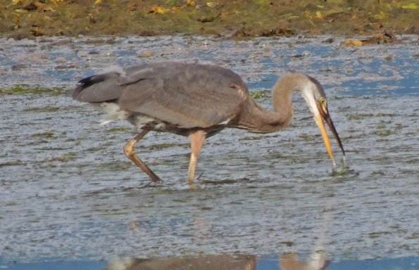 great-blue-heron-eel-grass-bed-starrigaven-sitka