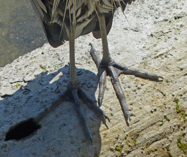 great-blue-heron-feet