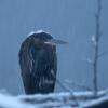 great-blue-heron-in-a-snow-storm