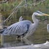 great-blue-heron-in-breeding-plumage