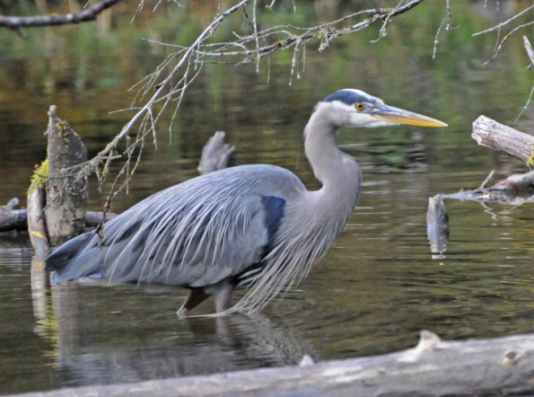 great-blue-heron-in-breeding-plumage