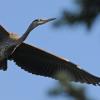 great-blue-heron-in-flight-up-close