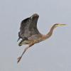 great-blue-heron-in-flight