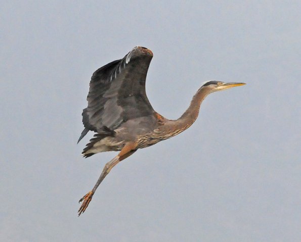 great-blue-heron-in-flight