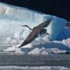 great-blue-heron-in-front-of-iceberg