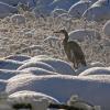 great-blue-heron-in-winter