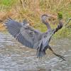 great-blue-heron-landing