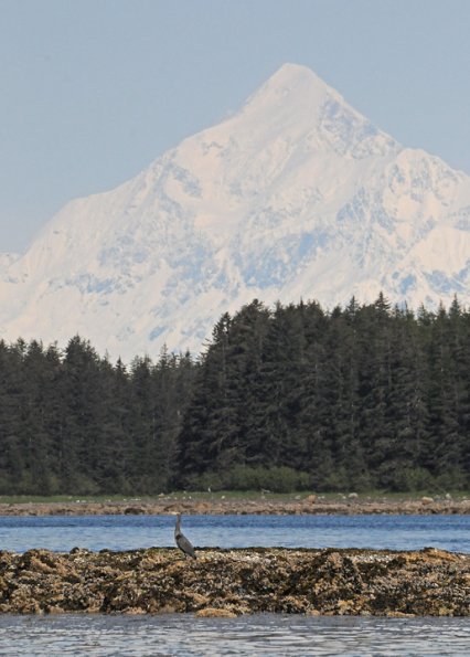 great-blue-heron-mt.-saint-elias