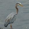 great-blue-heron-portrait-4