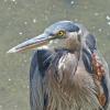 great-blue-heron-portrait