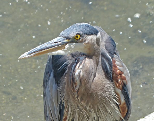 great-blue-heron-portrait