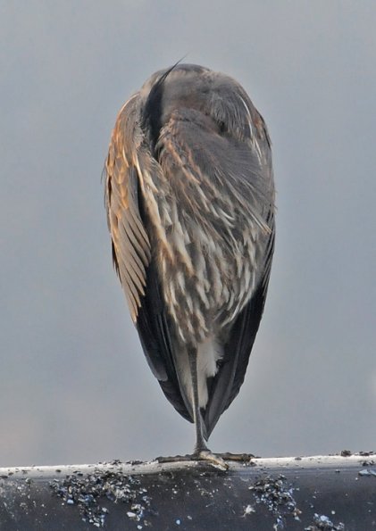 great-blue-heron-sleeping