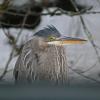 great-blue-heron-standing-next-to-my-car