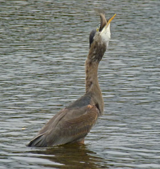 great-blue-heron-swallowing-large-fish