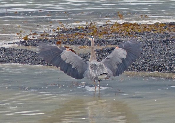 great-blue-heron-wings-outstretched-backside