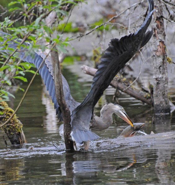 great-blue-heron-with-dolly-varden-3