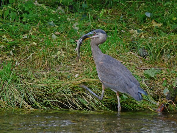 great-blue-heron-with-dolly-varden-4