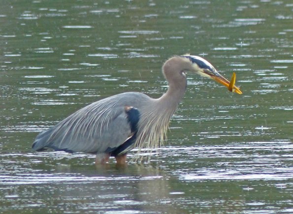 great-blue-heron-with-gunnel-auke-bay