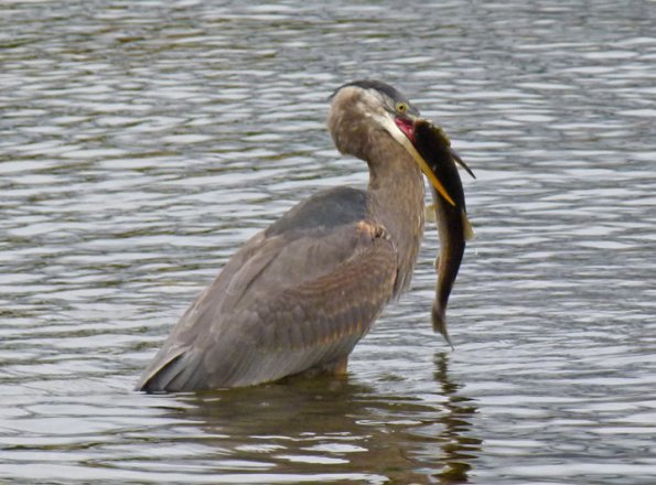 great-blue-heron-with-large-dolly-varden