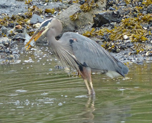 great-blue-heron-with-pacific-herring