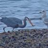 great-blue-heron-with-sculpin-and-gull-watching