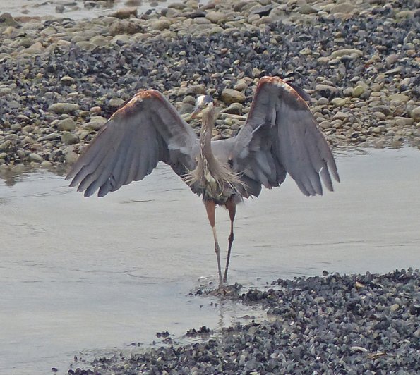 great-blue-heron-with-wings-raised-skagway-july-24