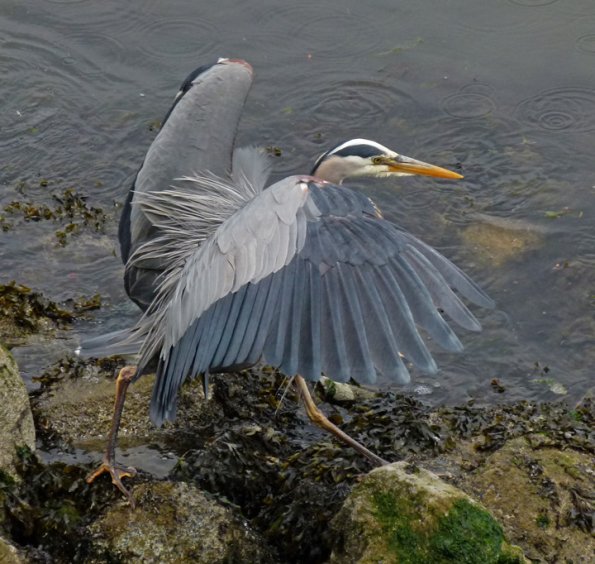 great-blue-heron-with-wings-raised