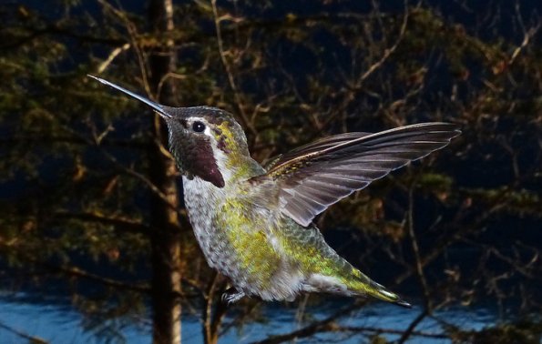 Anna-s-Hummingbird-male-March-23-2015-Juneau
