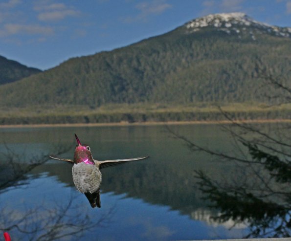 Anna-s-Hummingbird-male-March-24-2015-Juneau
