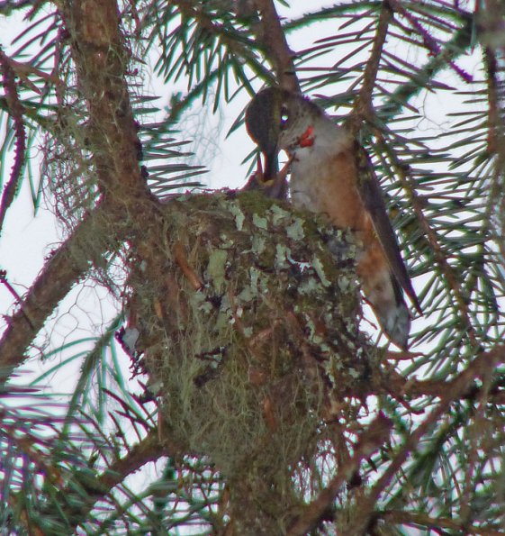 rufous-hummingbird-at-nest-may-24