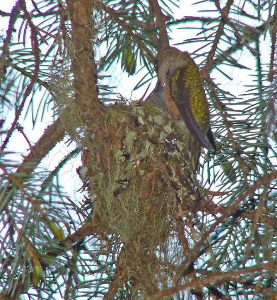 rufous-hummingbird-feeding-young-may-29