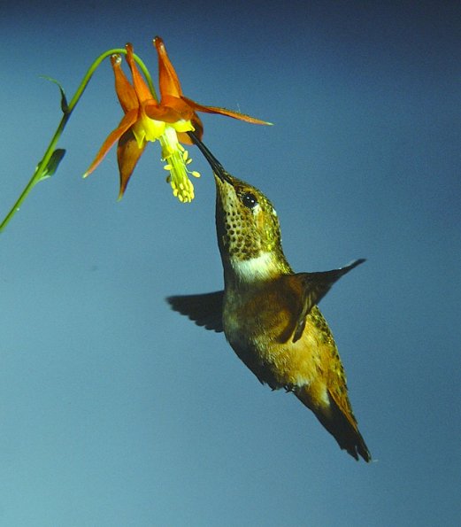 rufous-hummingbird-female-at-columbine