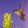 rufous-hummingbird-female-at-paintbrush