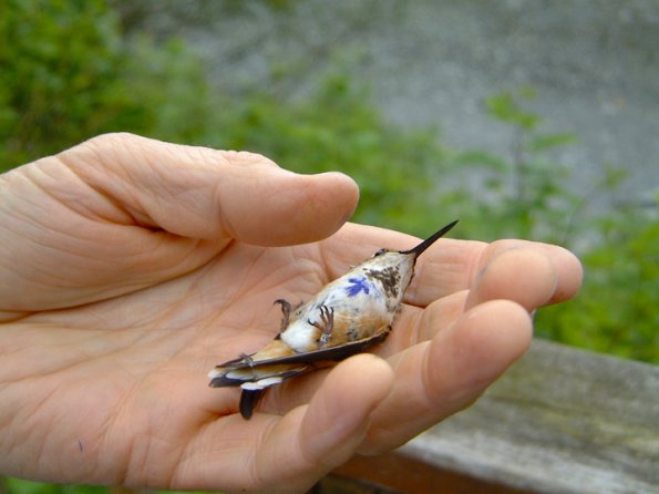 rufous-hummingbird-female-banded-just-before-release